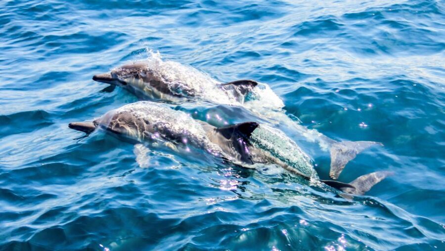 Heraklion: Dia Island Sailboat Cruise with Swimming and Meal - Anchoring at Dia’s sheltered bay: swimming, snorkeling, and SUP