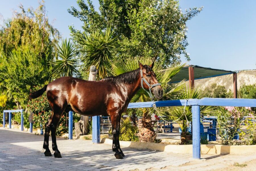 Heraklion: Finikia Horse Riding Tour with Lunch or Dinner - Practical value: is $94 for 4.5 hours a good deal?