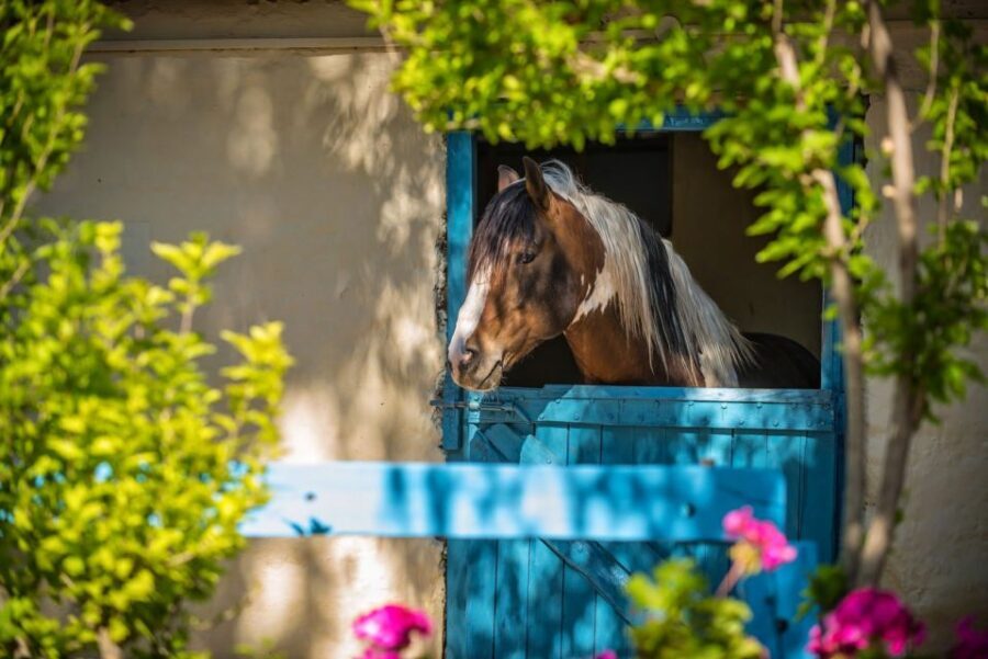 Heraklion: Horseriding Day Tour with Lunch and Transfer - Riding Pace: Walk Most of the Way, With Options for Confident Riders