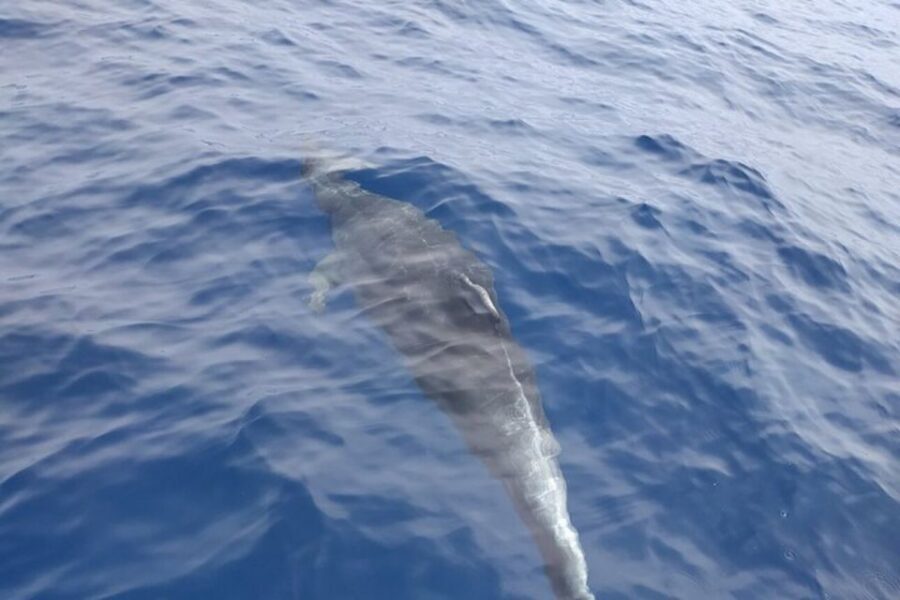 Heraklion: Nature Reserve Dia Island Full-Day Cruise & Lunch - Agrilia Bay: first swim and snorkel in oregano-scented calm
