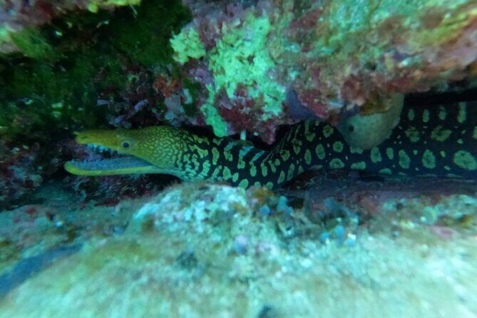 Heraklion: Scuba Diving Experience for Beginners - How the guide keeps beginners calm and confident