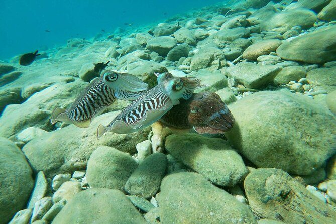 Heraklion: Scuba Diving Experience for Beginners - Who should book this beginner scuba session (and who should skip)