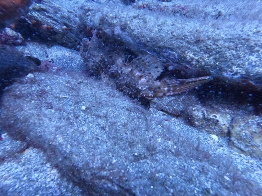Heraklion: Scuba Diving Experience for Beginners _Beach - Key points to know before you book