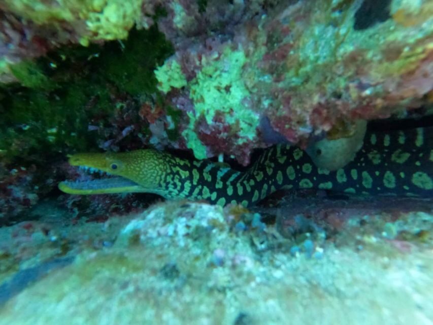 Heraklion: Scuba Diving Experience for Beginners _Beach - The underwater 45 minutes: shallow, supervised, and built around simple commands