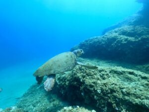 Heraklion: Scuba Diving Experience for First-Timers - The Training: What 45 Minutes Prepares You For
