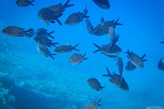 Heraklion: Scuba Diving Experience for First-Timers - Small-Group Scuba Coaching: Why Up to 6 People Changes Everything