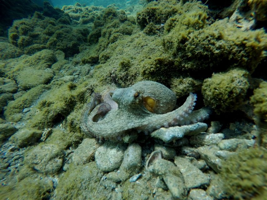 Heraklion: Try Scuba Diving For Beginners (1 dive) - Your underwater experience: shallow skills, sea life, and real sightlines