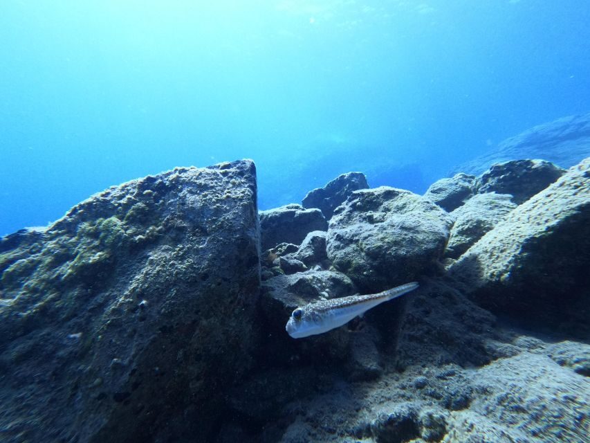 Heraklion: Try Scuba Diving For Beginners (1 dive) - Price and value: what $116 buys you in Crete