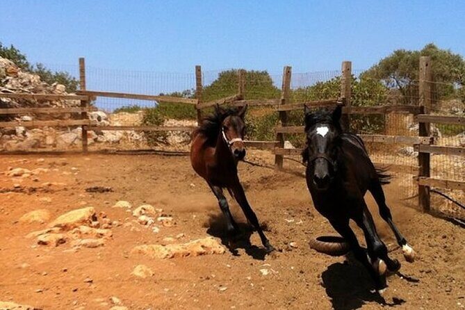 HORSE RIDING 1.5 hours mountains from area Hersonissos CRETE - Meet the horses and how safety works in practice