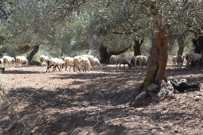 Jeep Safari 4x4 Crete real off road mountain tracks with Lunch from Hersonissos - Kastelli lunch in a mountain village: where the day turns tasty