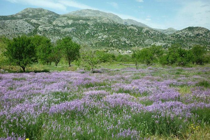 Katharo Route Tour from Agios Nikolaos - Afendi foothills to Kastamonitsa: raki, breakfast-by-choice, and village rhythm