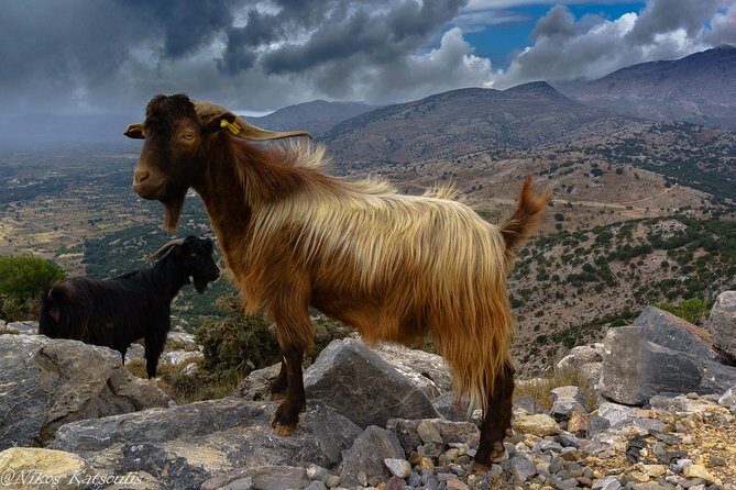 Katharo Route Tour from Agios Nikolaos - The lunch payoff: 3-course Crete specialties with unlimited wine