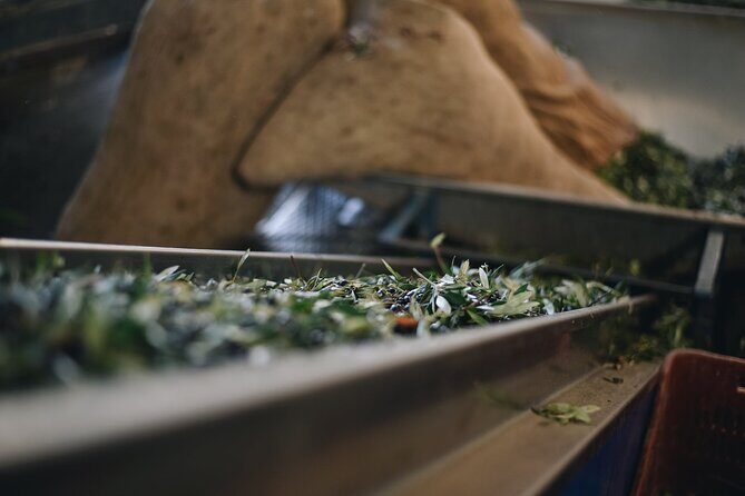 Kleanthi Olive Farm: Guided Tour with Local Delicacies Tasting - English guidance, small-group pacing, and question time