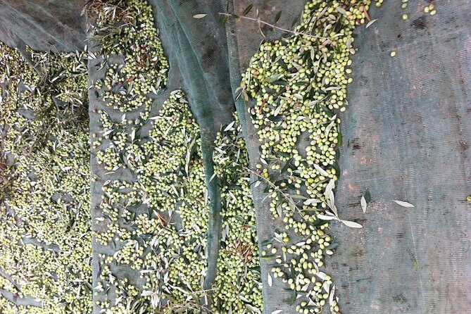 Olive Oil Tasting Tour - The courtyard start: organic olive tree farming before you taste