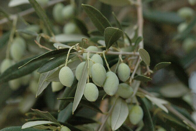 Olive Oil Tasting Tour - What makes this tour feel truly private and flexible