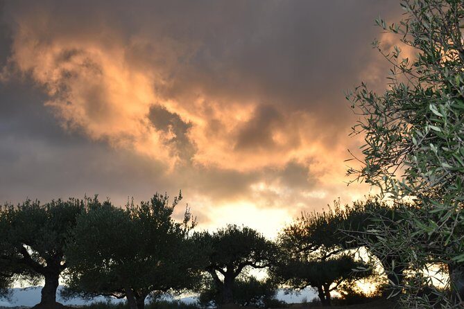 Olive Oil Tasting Tour - Timing, pace, and what to bring (simple but smart)