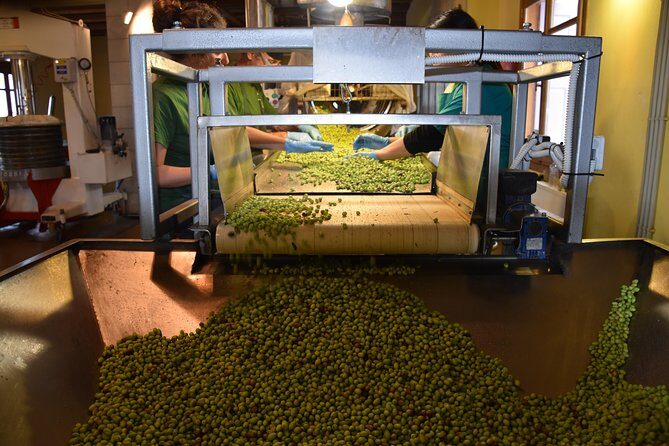 Olive Oil Tasting Tour - Inside the olive mill: first cold-pressed vs cold extraction with centrifuge