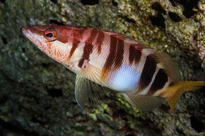 Plakias: Try Scuba Diving first time - Private, from 8 yrs. - A first-time scuba try that’s built around comfort