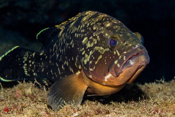 Plakias: Try Scuba Diving first time - Private, from 8 yrs. - Instruction quality: safety-first, but friendly