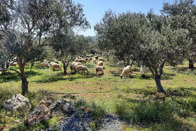 PRIVATE Jeep Safari 4x4 SUNSET (with Dinner) in Mountains CRETE - Optional Dinner in a Mountain Village Square: Mezes Done Right