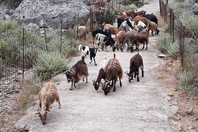 Private - Jeep Safari Tour with Lunch and Tastings - Why a private Jeep safari works so well from Chania