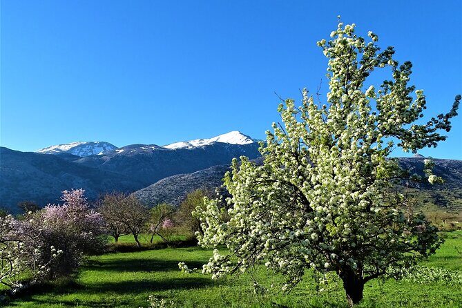 Private Tour-Authentic Villages of Lasithi Olive Oil and Wine - Krasi’s ancient plane tree and the plateau pass for easy photos