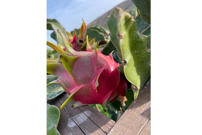 Private Traditional Olive Grove and Dragon Fruit Farm Tour - Key highlights you’ll care about