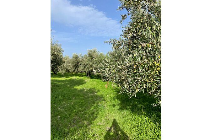 Private Traditional Olive Grove and Dragon Fruit Farm Tour - The tasting on Alex’s terrace is the real payoff