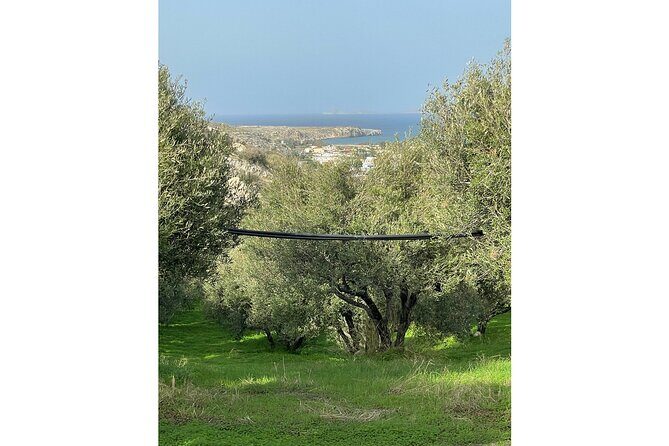 Private Traditional Olive Grove and Dragon Fruit Farm Tour - Price and value: why $9.61 feels like smart spending