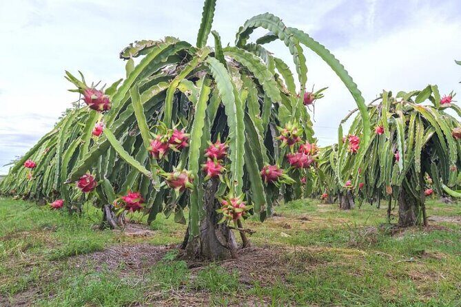 Private Traditional Olive Grove and Dragon Fruit Farm Tour - Logistics that matter: language, tickets, and meeting point reality