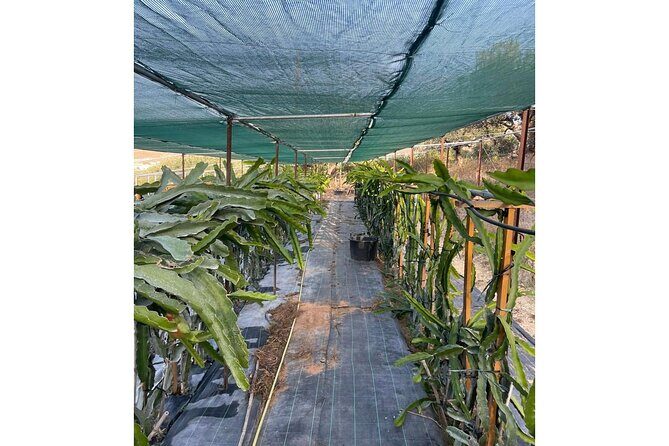 Private Traditional Olive Grove and Dragon Fruit Farm Tour - Who should book this farm tour, and who might skip it