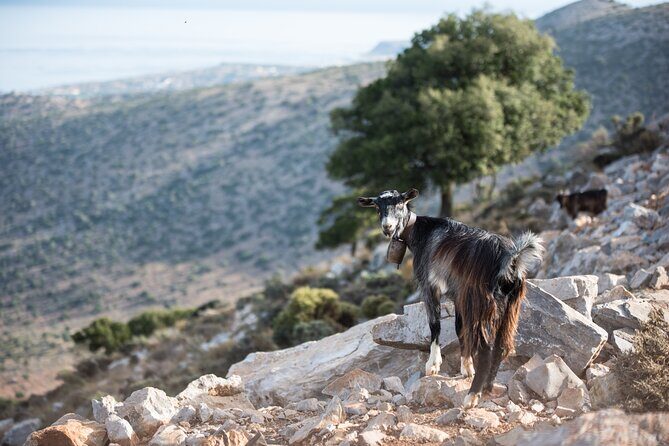 PRIVATE-Zeus Cave-Knossos-Olive oil Factory-Traditional Villages. - Lyrarakis Winery: A Wine Stop That Doesn’t Force the Bill
