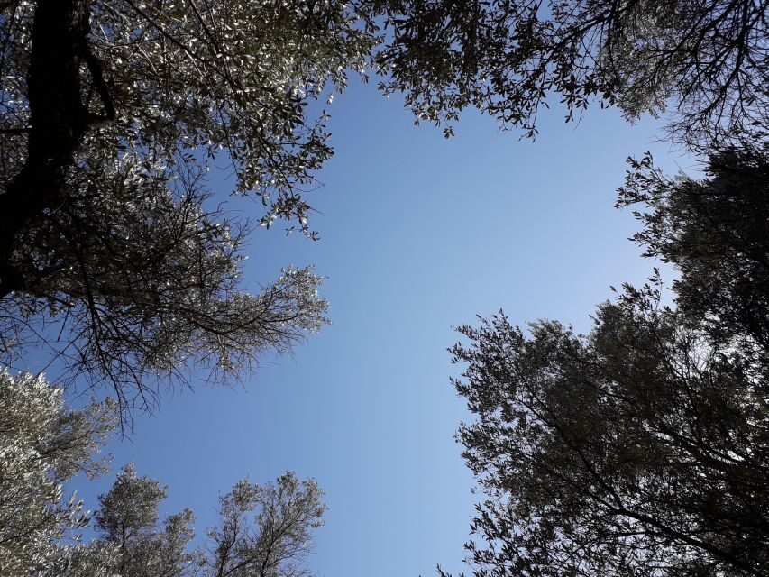 Rethymno: Olive Oil Tasting with Cretan Food Pairing - Quick hits: what makes this olive grove tasting worth your time