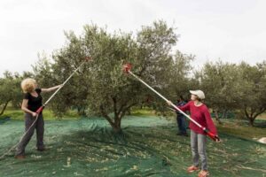 Rethymno: Olive Oil Tasting with Cretan Food Pairing - The 2,000-year olive grove walk (and the calm you came for)