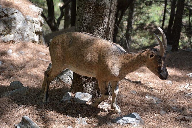 Samaria Gorge Hike - Price and value: what $45.65 really buys in a full-day hike