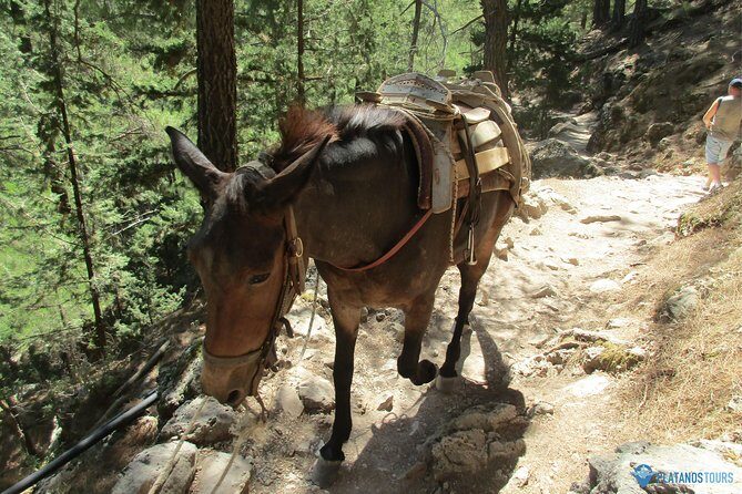 Samaria Gorge Trek: Full-Day Excursion from Chania with Guide - What to bring: shoes, snacks, swim gear, and the small choices that save your day