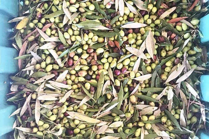 Semi Private Wine and Olive Oil tour (Transfer & Lunch Incl.) - What you taste on this Crete food tour (it’s more than wine)