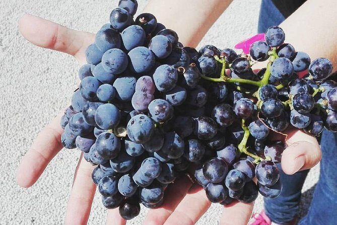 Semi-Private Wine Discovery Tour in Chania - Stop 1: Karavitakis Winery and the art of tasting Cretan wine