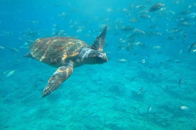 Semi-Submarine Tour from Agios Nikolaos - Semi-Submarine Basics: See Mirabello Bay Without Getting Wet