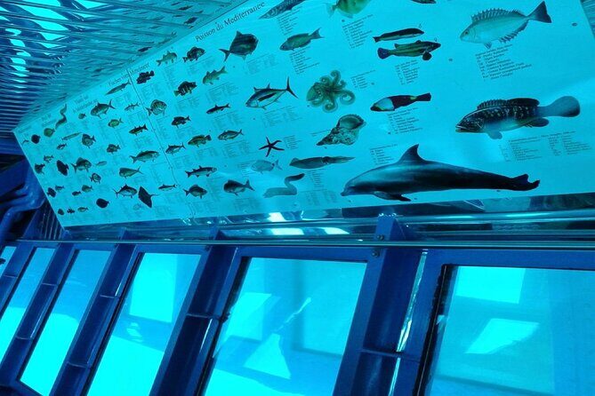Semi-Submarine Tour from Agios Nikolaos - Where to Sit for the Best Underwater Windows on the Hull