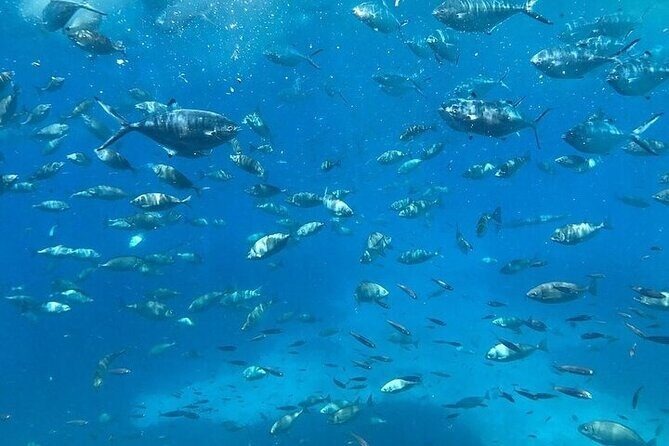 Semi-Submarine Tour from Agios Nikolaos - Price, Group Size, and Value for Money at Around $18.92