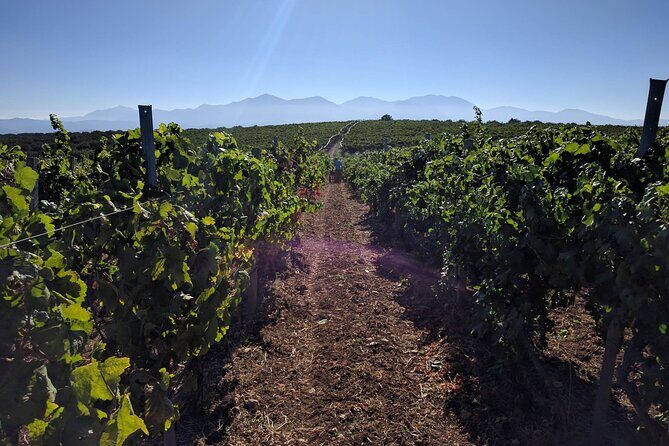 Shuttle Service - Wine Tasting & Tour @ Lyrarakis Winery - Key things I’d bet on