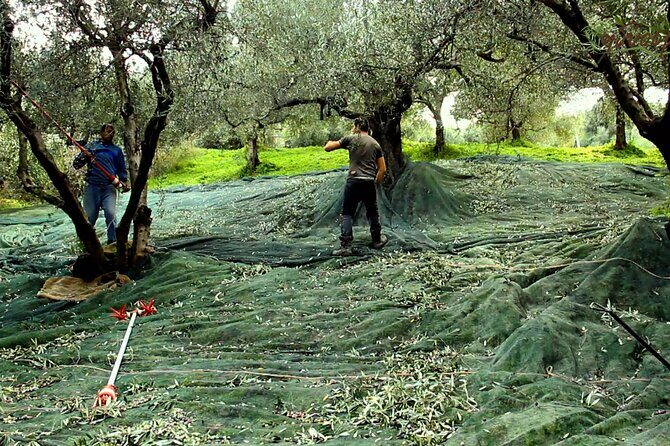 Small-Group Honey & Extra Virgin Olive Oil Tasting Tour in Crete - On-Site Production: Seeing the Core Steps in Real Life