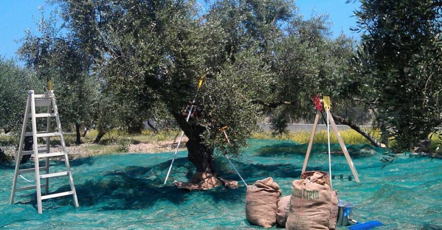 The Terra Creta Olive Oil Experience Tour - Terra Creta in Kolymvari: a 1-hour stop that fits real days