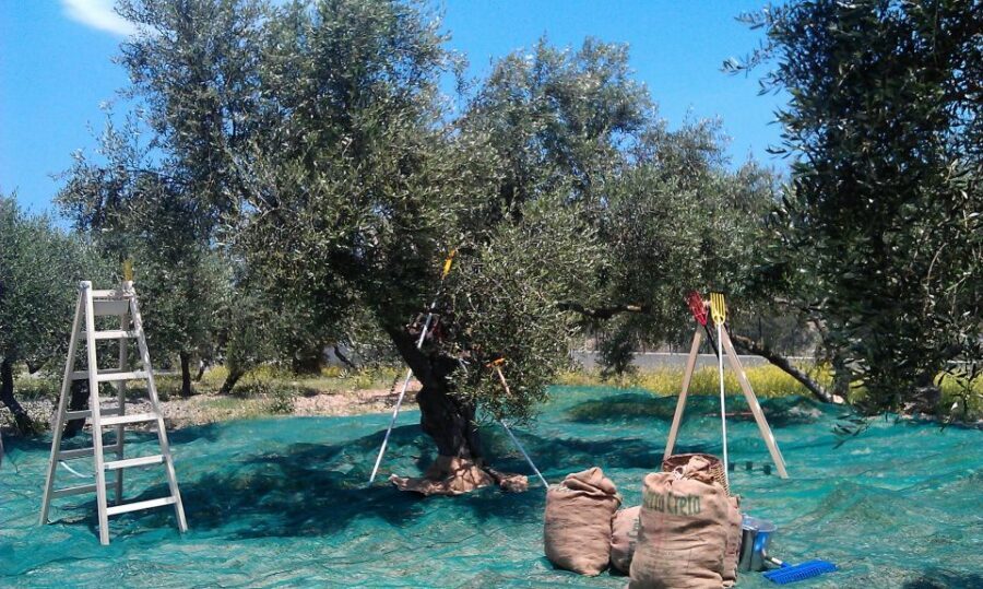 The Terra Creta Olive Oil Experience Tour - What you can buy at the shop: take-home food without the guesswork