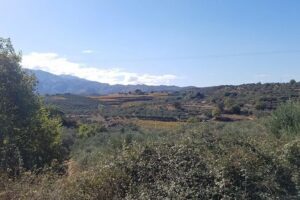 Wine, Olive Oil, and Honey Tour with Winemaker - Skipping the Tourist Script on the Way to Cretan Mountain Views