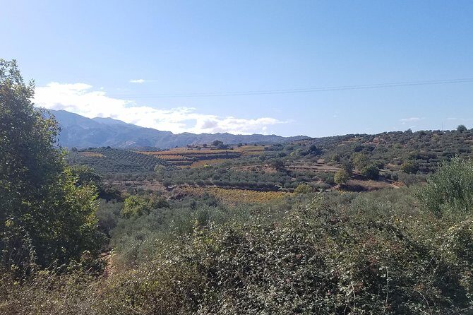 Wine, Olive Oil, and Honey Tour with Winemaker - Skipping the Tourist Script on the Way to Cretan Mountain Views