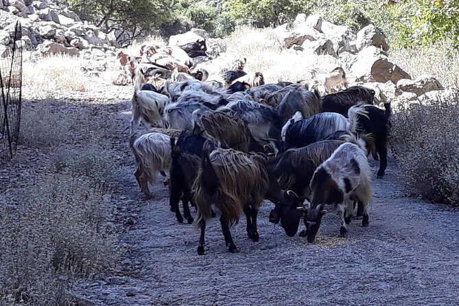 Wine & Olive Oil Tour with Lunch at Milia Mountain Retreat - Stop 3 and 5: Chania Prefecture Drives in A/C 4WD (Not a Bus Tour)